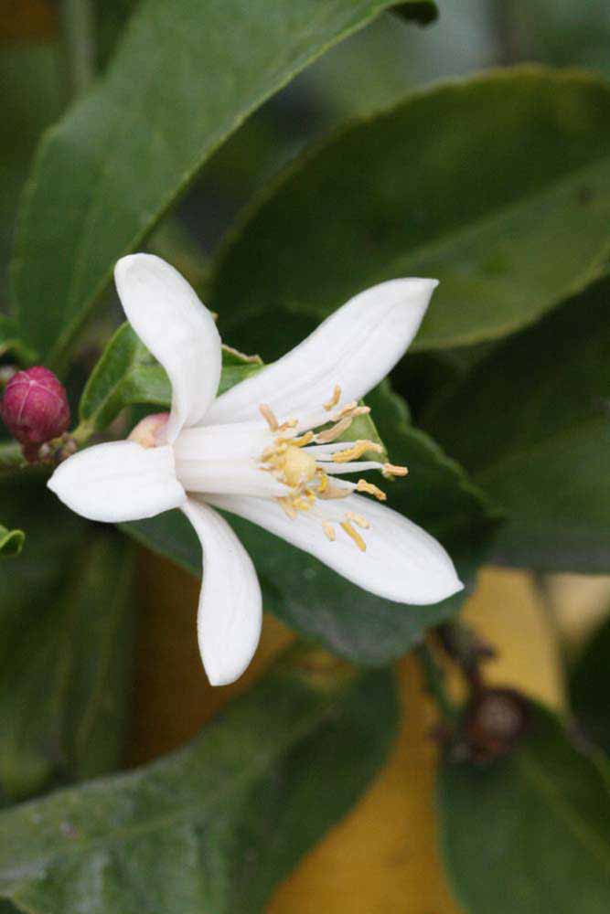              Flower (Riverside, CA)       